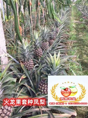 火龙果套种凤梨增产增收；火龙果苗套种凤梨种植技术