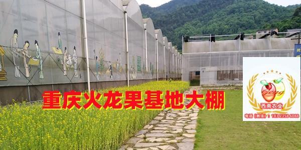 重庆火龙果基地、重庆火龙果种植基地、重庆火龙果苗